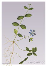 Indlæs billede til gallerivisning vinca minor | LIDEN SINGRØN | FLORA BY FLOWERY - decoARTE