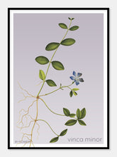 Indlæs billede til gallerivisning vinca minor | LIDEN SINGRØN | FLORA BY FLOWERY - decoARTE