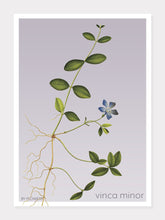 Indlæs billede til gallerivisning vinca minor | LIDEN SINGRØN | FLORA BY FLOWERY - decoARTE