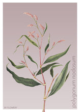 Indlæs billede til gallerivisning polygonum nodosum | PILEURT | FLORA BY FLOWERY - decoARTE