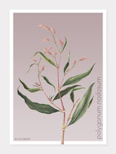 Indlæs billede til gallerivisning polygonum nodosum | PILEURT | FLORA BY FLOWERY - decoARTE