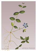 Indlæs billede til gallerivisning vinca minor | LIDEN SINGRØN | FLORA BY FLOWERY - decoARTE