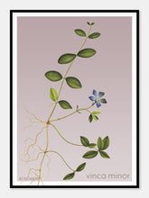 Indlæs billede til gallerivisning vinca minor | LIDEN SINGRØN | FLORA BY FLOWERY - decoARTE