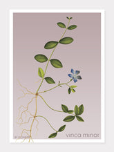 Indlæs billede til gallerivisning vinca minor | LIDEN SINGRØN | FLORA BY FLOWERY - decoARTE