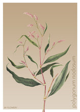 Indlæs billede til gallerivisning polygonum nodosum | PILEURT | FLORA BY FLOWERY - decoARTE