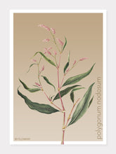 Indlæs billede til gallerivisning polygonum nodosum | PILEURT | FLORA BY FLOWERY - decoARTE
