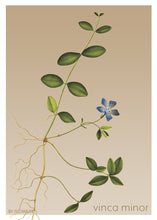 Indlæs billede til gallerivisning vinca minor | LIDEN SINGRØN | FLORA BY FLOWERY - decoARTE