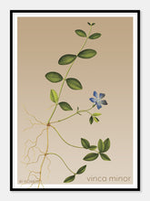 Indlæs billede til gallerivisning vinca minor | LIDEN SINGRØN | FLORA BY FLOWERY - decoARTE