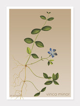 Indlæs billede til gallerivisning vinca minor | LIDEN SINGRØN | FLORA BY FLOWERY - decoARTE