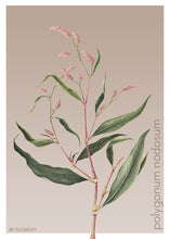 Indlæs billede til gallerivisning polygonum nodosum | PILEURT | FLORA BY FLOWERY - decoARTE