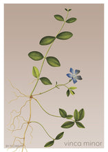 Indlæs billede til gallerivisning vinca minor | LIDEN SINGRØN | FLORA BY FLOWERY - decoARTE