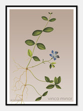 Indlæs billede til gallerivisning vinca minor | LIDEN SINGRØN | FLORA BY FLOWERY - decoARTE