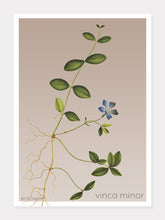 Indlæs billede til gallerivisning vinca minor | LIDEN SINGRØN | FLORA BY FLOWERY - decoARTE