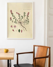 Indlæs billede til gallerivisning timian | FLORA DANICA-ILLUSTRATION - decoARTE