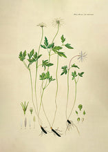 Indlæs billede til gallerivisning Anemone Plakat