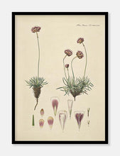 Indlæs billede til gallerivisning engelsk græs | FLORA DANICA-ILLUSTRATION - decoARTE