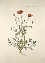 Indlæs billede til gallerivisning 10 Flora Danica kort