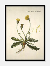 Indlæs billede til gallerivisning borst | FLORA DANICA-ILLUSTRATION - decoARTE