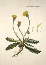 Indlæs billede til gallerivisning borst | FLORA DANICA-ILLUSTRATION - decoARTE