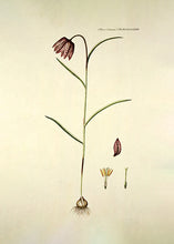 Indlæs billede til gallerivisning vibeæg