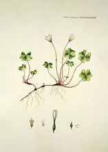 Indlæs billede til gallerivisning skovsyre