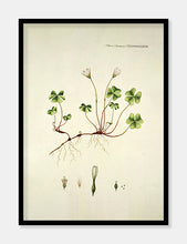 Indlæs billede til gallerivisning skovsyre