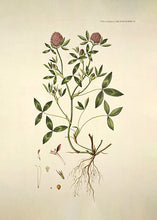 Indlæs billede til gallerivisning rødkløver