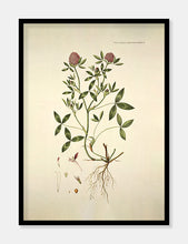 Indlæs billede til gallerivisning rødkløver