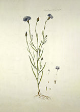 Indlæs billede til gallerivisning Kornblomst