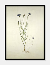 Indlæs billede til gallerivisning Kornblomst