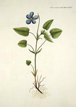 Indlæs billede til gallerivisning bjergviol | FLORA DANICA-ILLUSTRATION - decoARTE