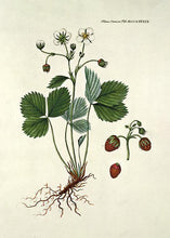 Indlæs billede til gallerivisning bakkejordbær | FLORA DANICA-ILLUSTRATION - decoARTE