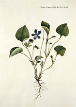 Indlæs billede til gallerivisning hundeviol | FLORA DANICA-ILLUSTRATION - decoARTE