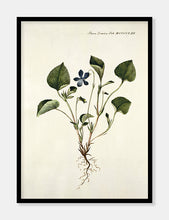 Indlæs billede til gallerivisning hundeviol | FLORA DANICA-ILLUSTRATION - decoARTE