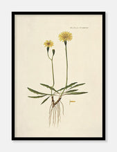 Indlæs billede til gallerivisning borst | MÆLKEBØTTE | FLORA DANICA-ILLUSTRATION - decoARTE