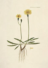 Indlæs billede til gallerivisning borst | MÆLKEBØTTE | FLORA DANICA-ILLUSTRATION - decoARTE