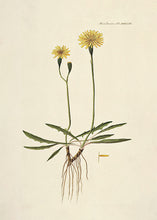 Indlæs billede til gallerivisning 10 Flora Danica kort