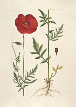 Indlæs billede til gallerivisning 10 Flora Danica kort