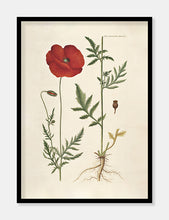 Indlæs billede til gallerivisning kornvalmue