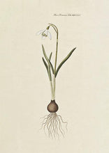 Indlæs billede til gallerivisning vintergæk | FLORA DANICA-ILLUSTRATION - decoARTE