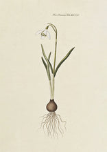 Indlæs billede til gallerivisning 10 Flora Danica kort