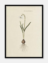 Indlæs billede til gallerivisning vintergæk | FLORA DANICA-ILLUSTRATION - decoARTE