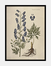 Indlæs billede til gallerivisning stormhat | FLORA DANICA-ILLUSTRATION - decoARTE