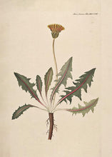 Indlæs billede til gallerivisning borst | FLORA DANICA-ILLUSTRATION - decoARTE