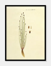 Indlæs billede til gallerivisning kogleaks | FLORA DANICA-ILLUSTRATION - decoARTE