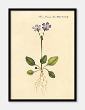 Indlæs billede til gallerivisning norsk kodriver  |  FLORA DANICA-ILLUSTRATION - decoARTE