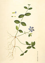 Indlæs billede til gallerivisning liden singrøn | FLORA DANICA-ILLUSTRATION - decoARTE