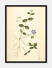 Indlæs billede til gallerivisning liden singrøn | FLORA DANICA-ILLUSTRATION - decoARTE