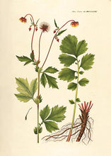 Indlæs billede til gallerivisning høj nellikerod | FLORA DANICA-ILLUSTRATION - decoARTE