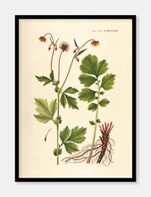 Indlæs billede til gallerivisning høj nellikerod | FLORA DANICA-ILLUSTRATION - decoARTE